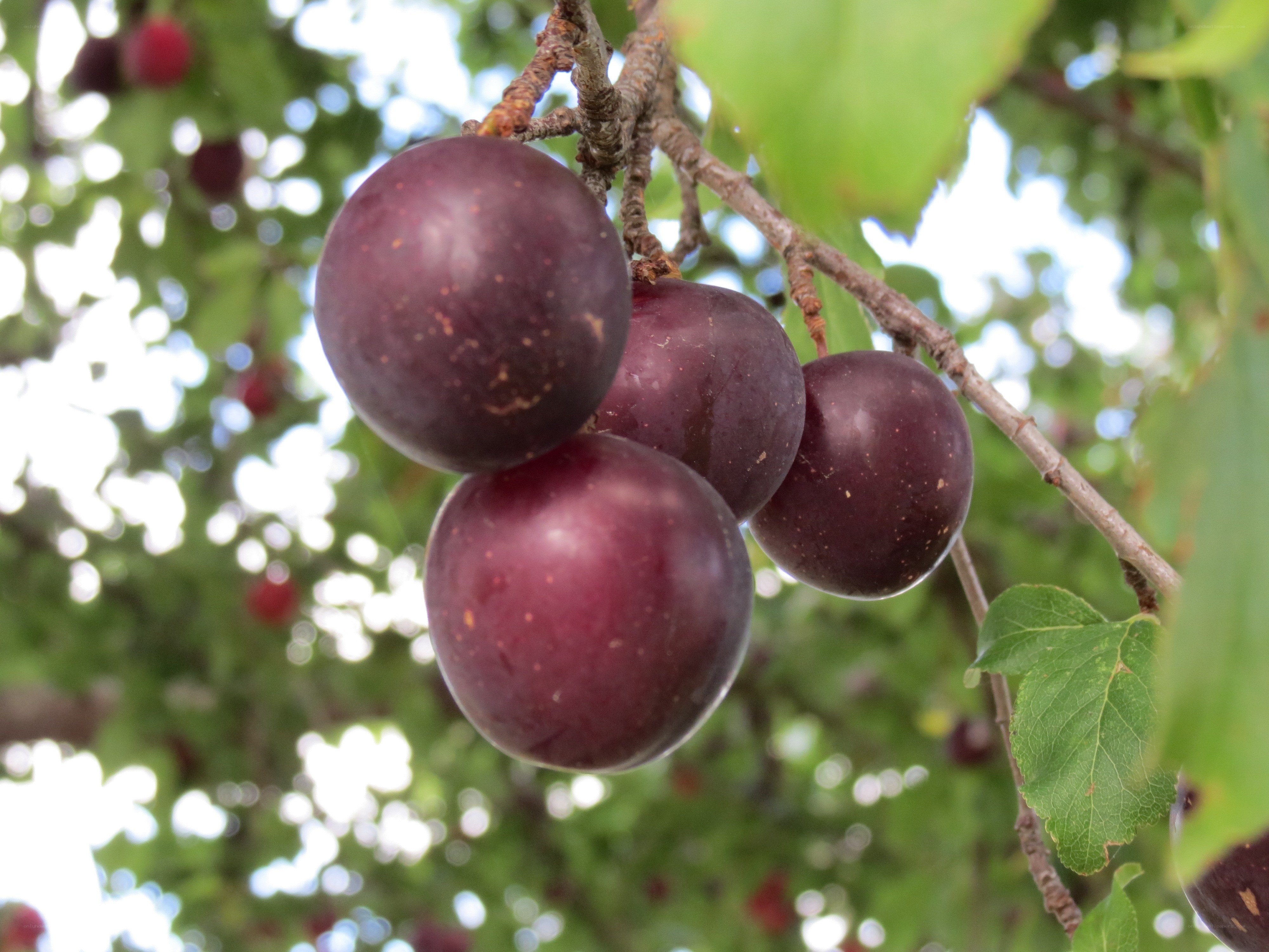 ripe plums on a tree branch