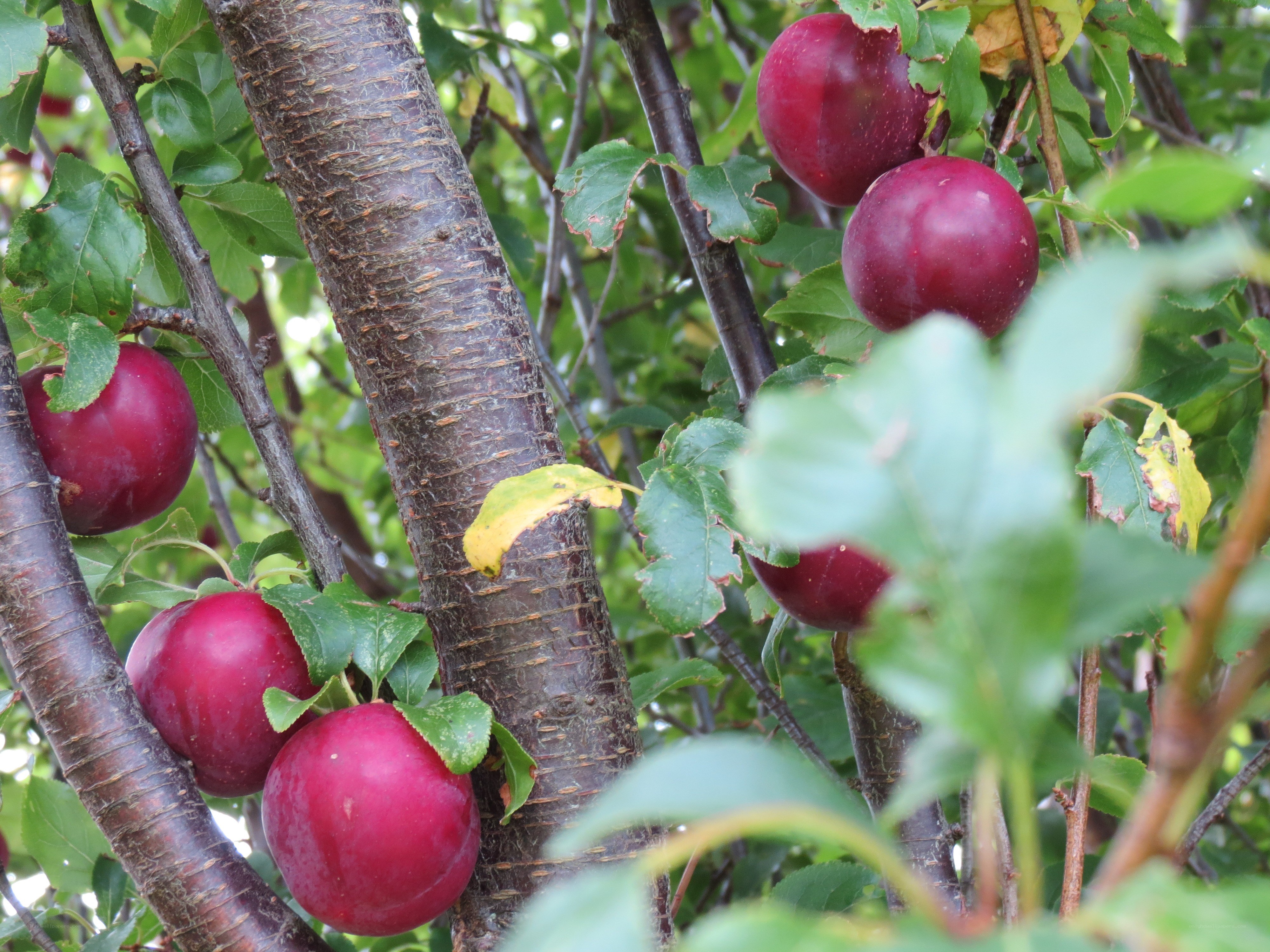Ripe plums on a tree branch