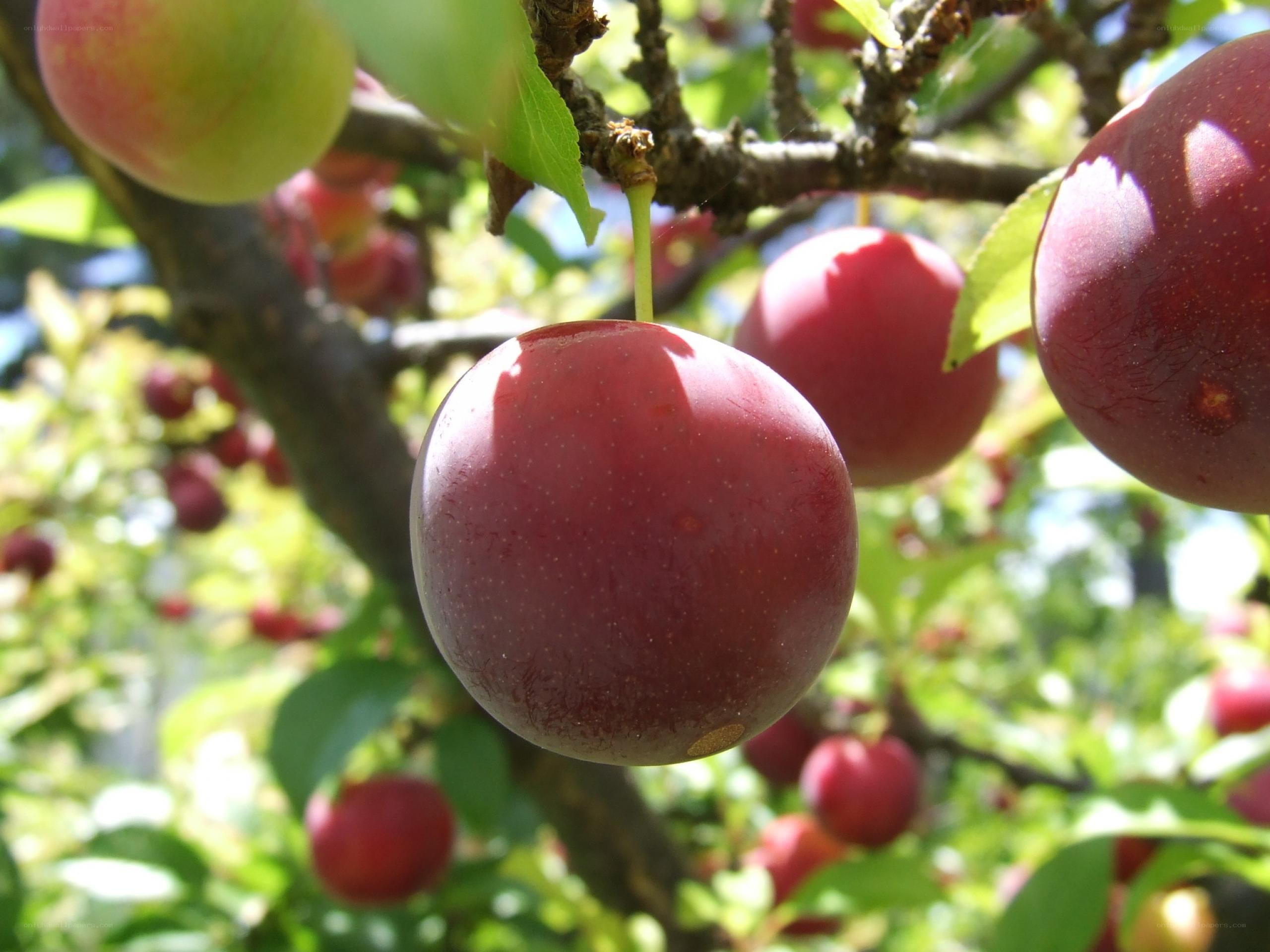 Ripe plums on a tree branch