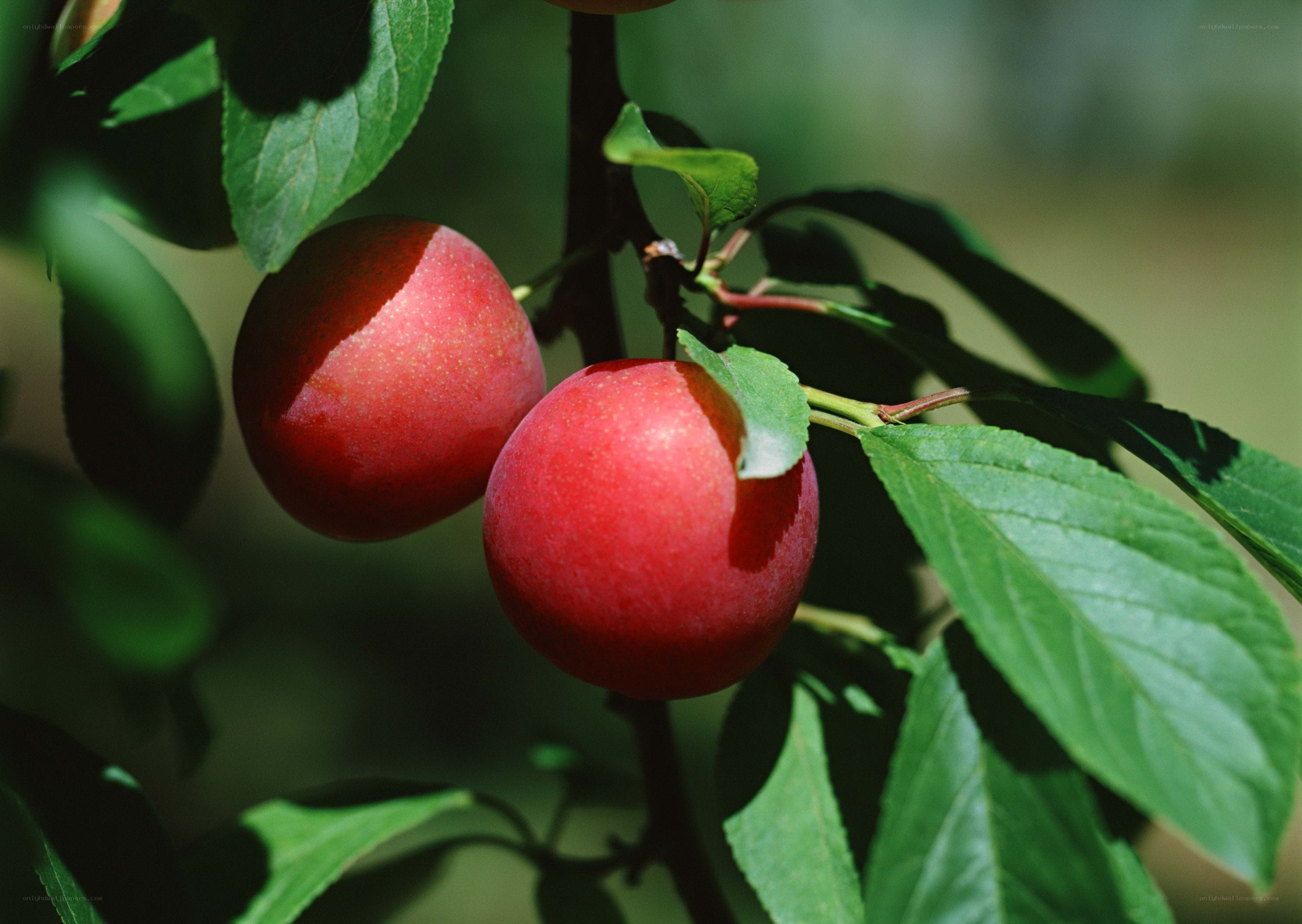 Ripe plums on a tree branch