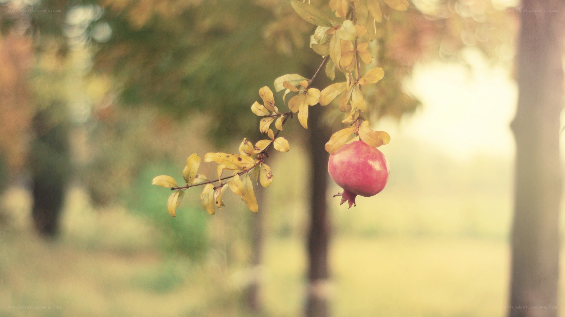 Ripe pomegranate on a branch