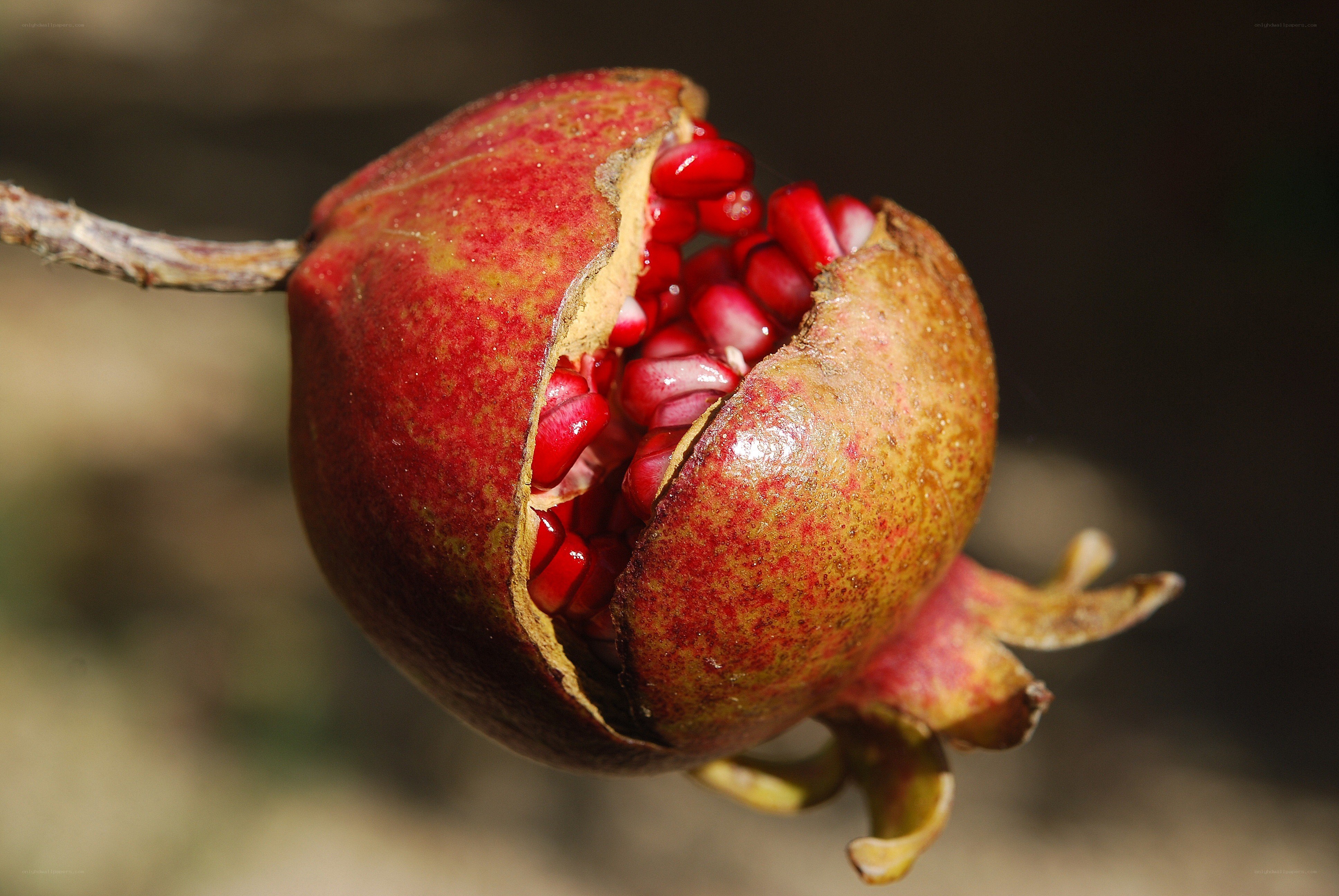 Ripe pomegranate on branch