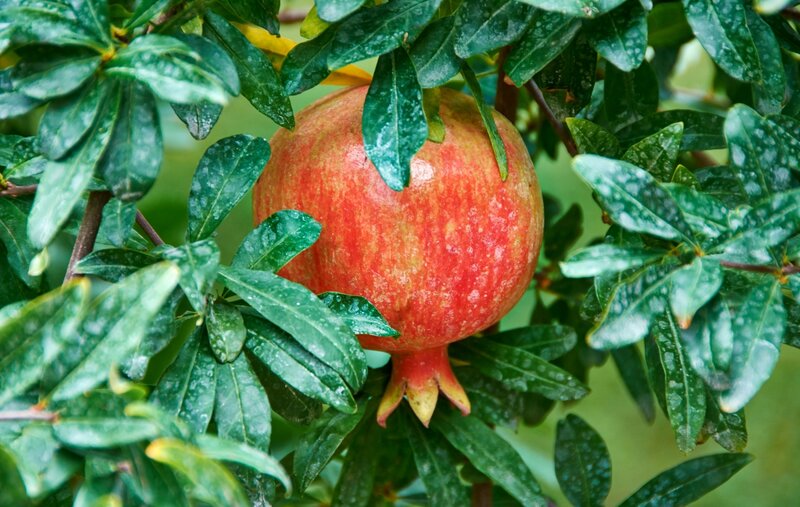 Ripe Pomegranate on Tree — Red