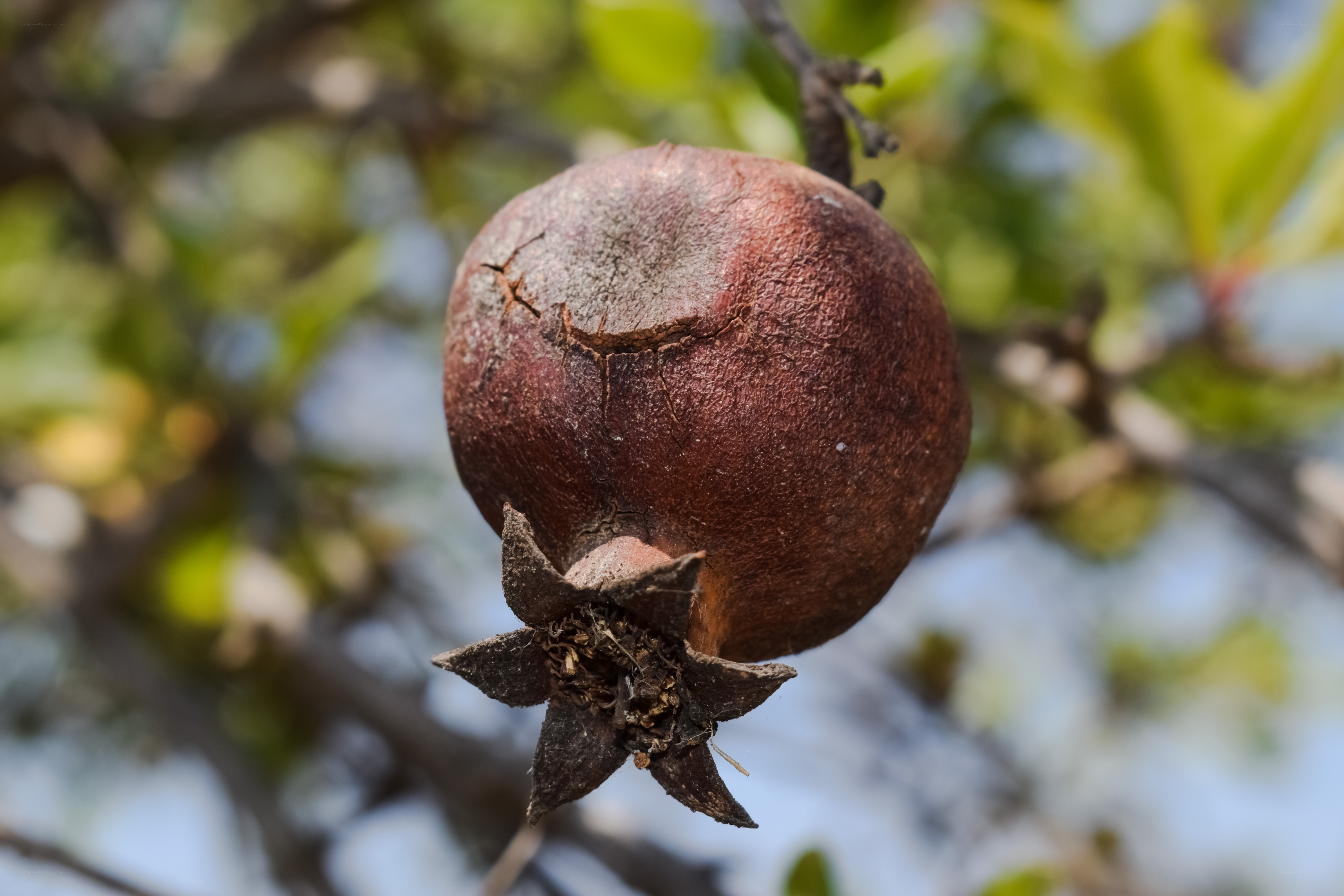 Ripe pomegranate on tree
