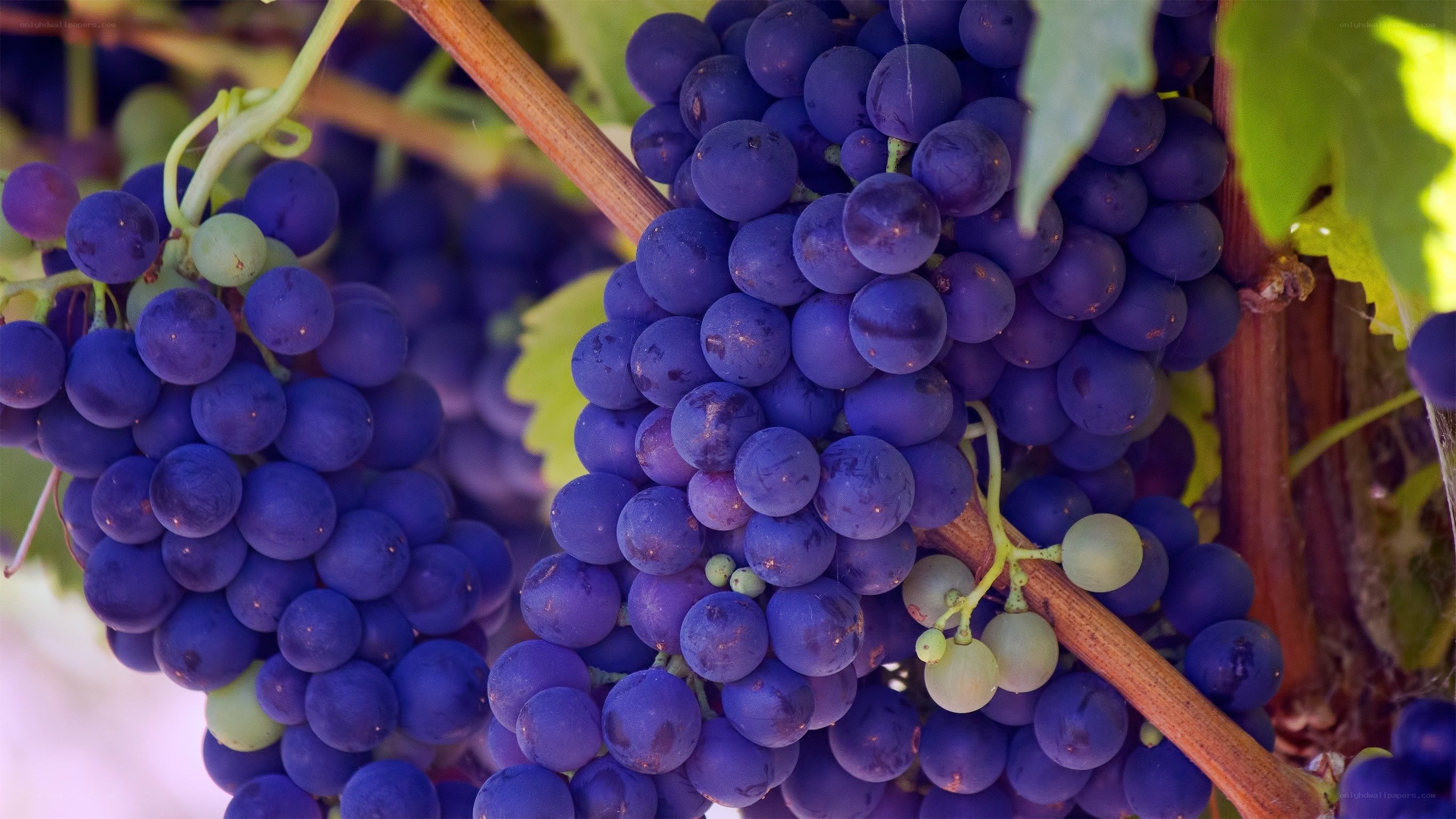 ripe purple grapes on a vine