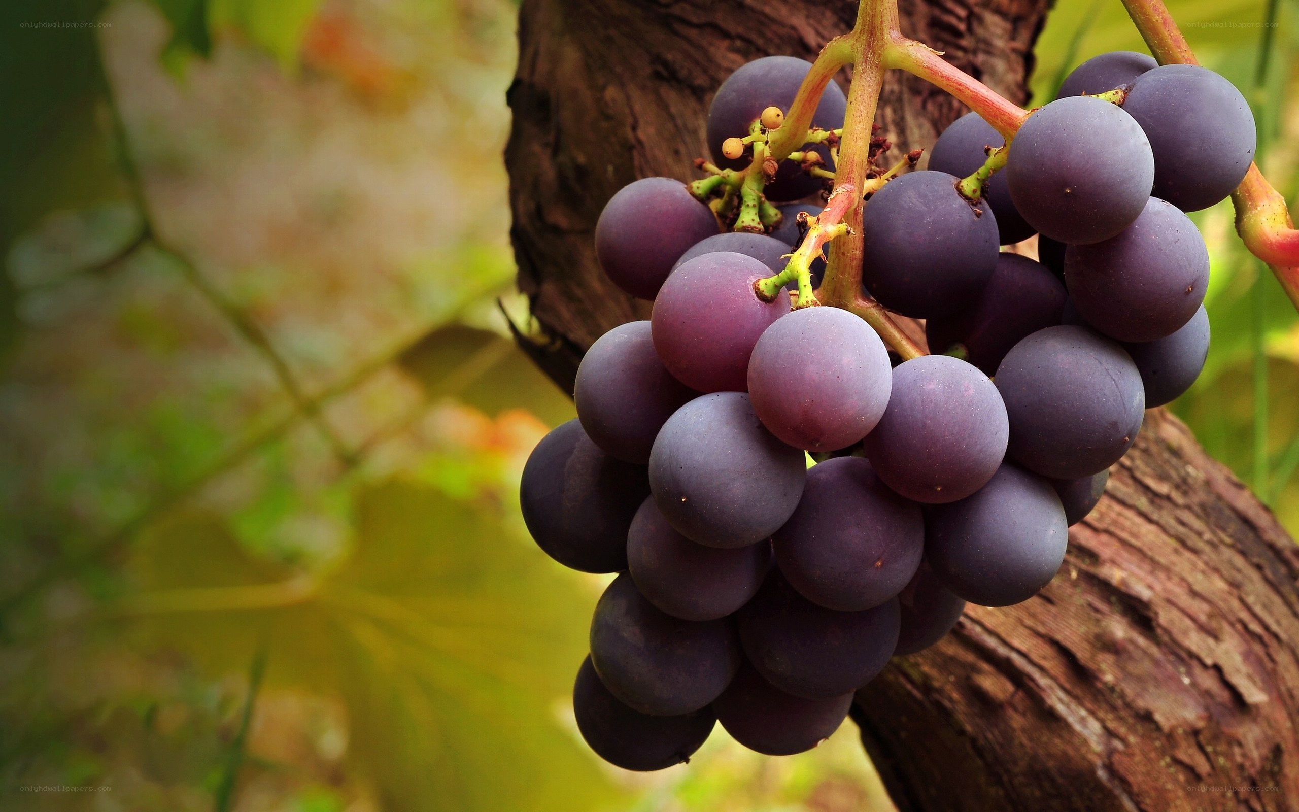 ripe purple grapes on vine