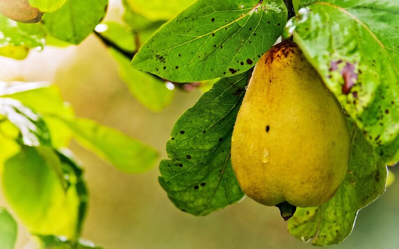 Ripe Quince Fruit