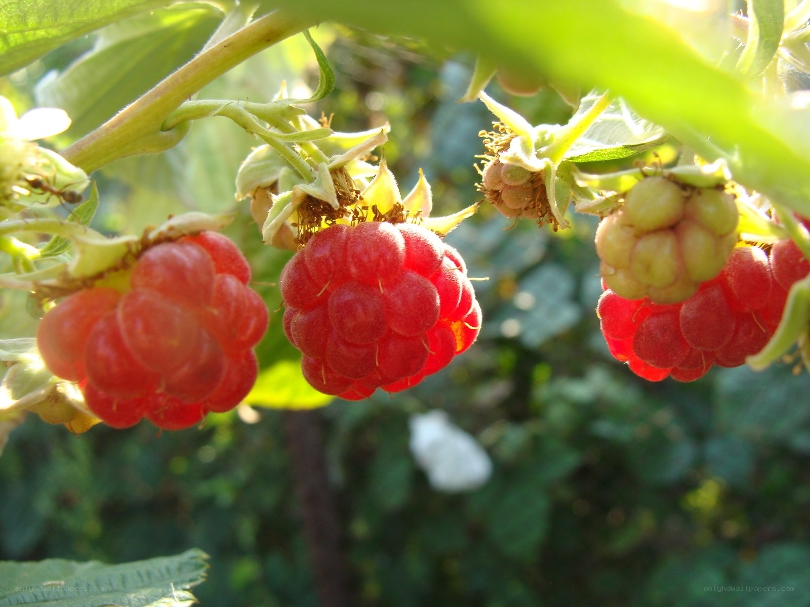 Ripe raspberries on a bush