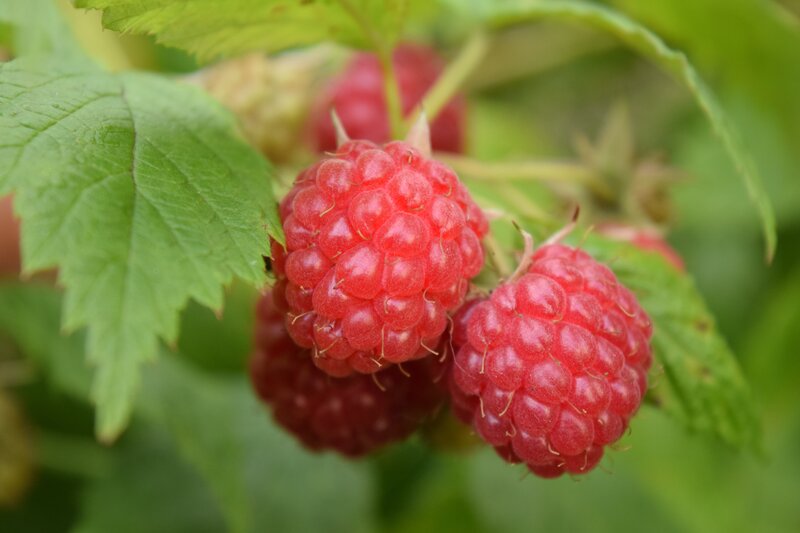 Ripe raspberries on a bush