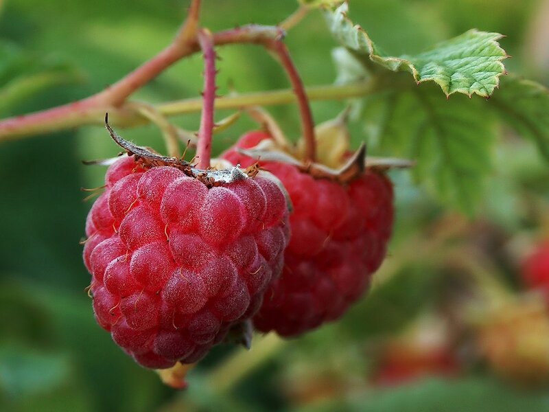 Ripe raspberries on a bush