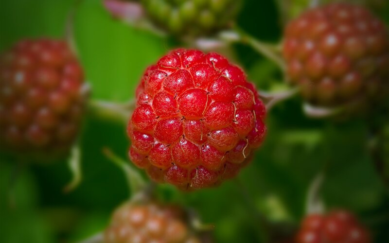 Ripe raspberries on a bush