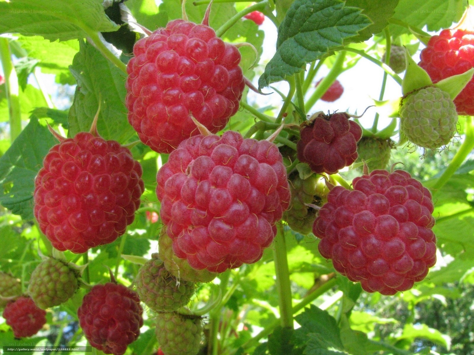 Ripe raspberries on a bush