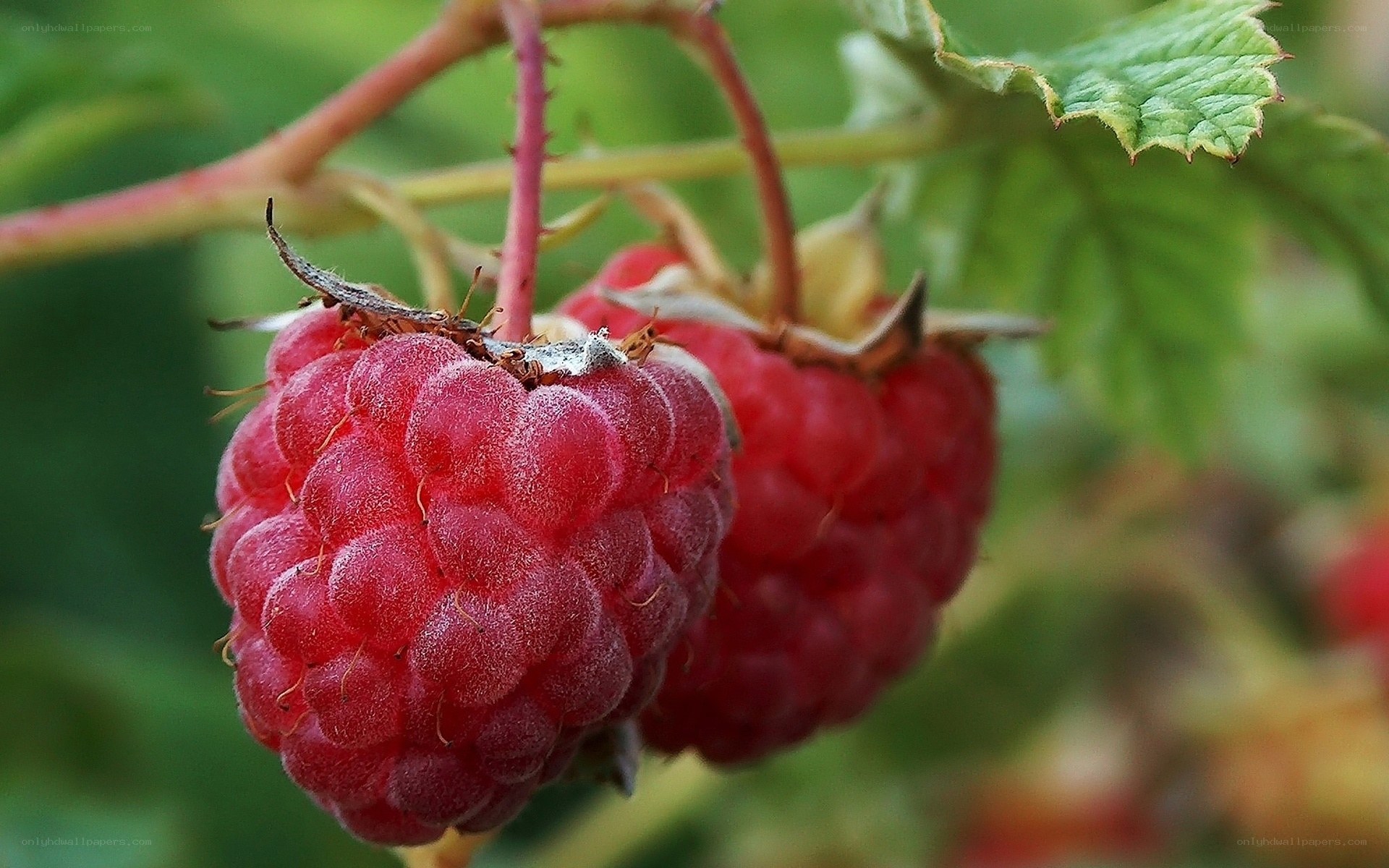Ripe raspberries on a bush
