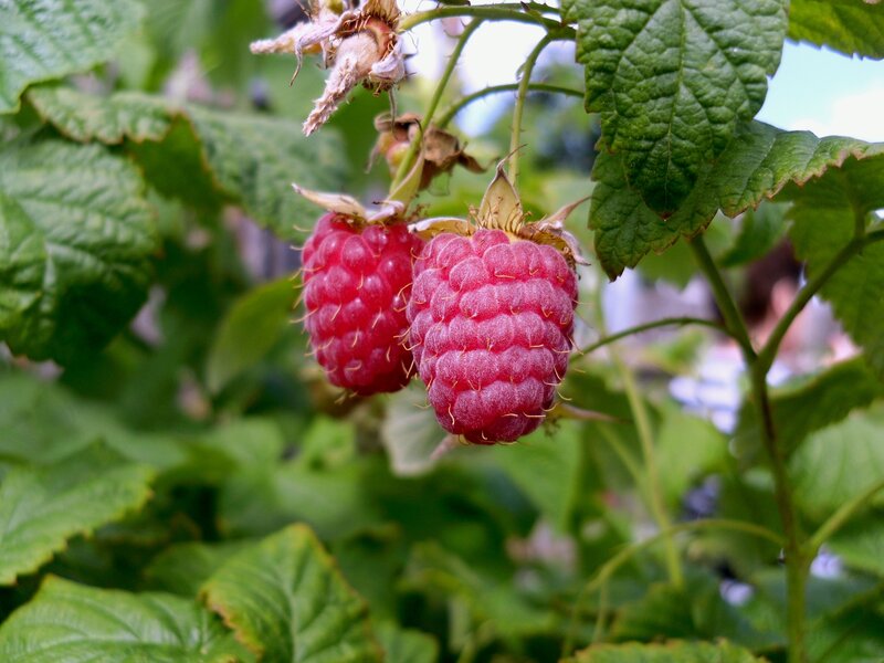 Ripe raspberries on a bush