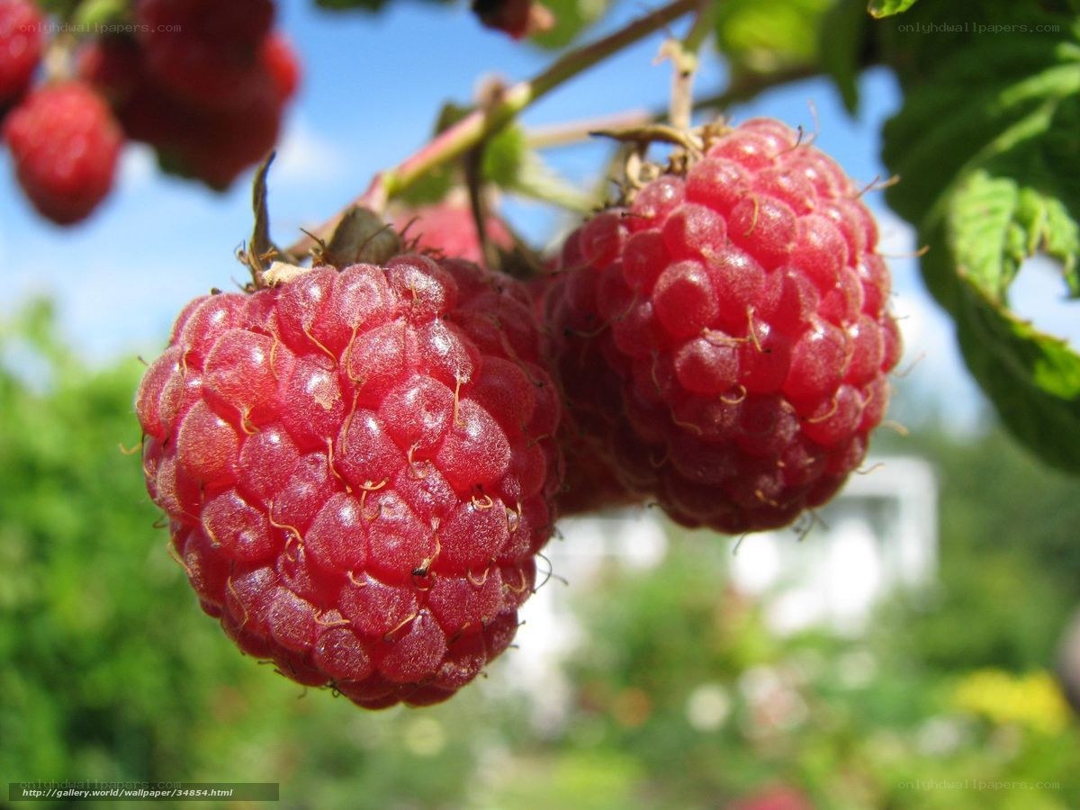 Ripe raspberries on a bush