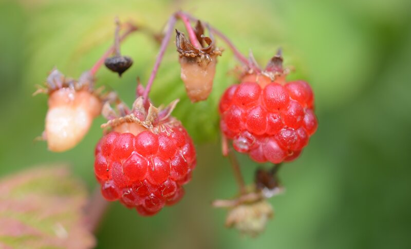 Ripe Raspberries on a Stem