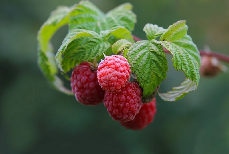 Ripe Raspberries on Branch