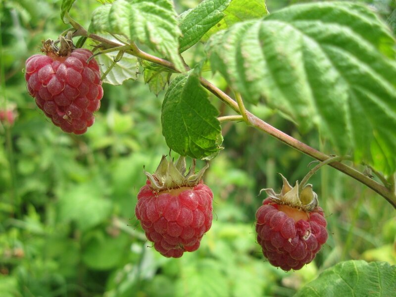 Ripe Raspberries on Bush — Green, Natural