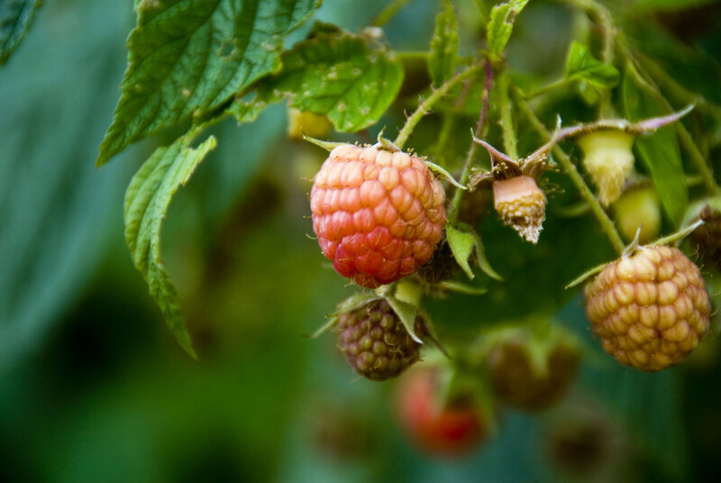 Ripe Raspberries on Bush — Green