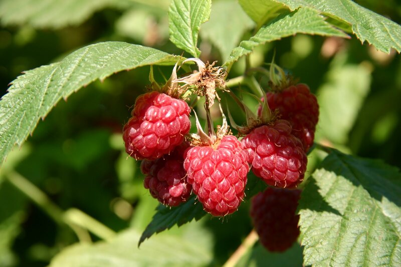 Ripe Raspberries on Bush — Red, Natural, Afternoon, Photograph