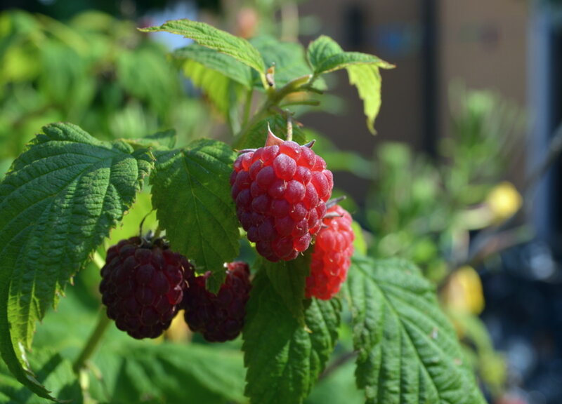 Ripe Raspberries on Bush — Red, Natural, Afternoon