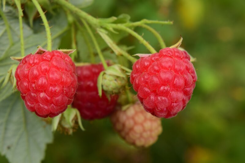 Ripe Raspberries on Bush — Red, Natural, Summer, Photograph, Berries