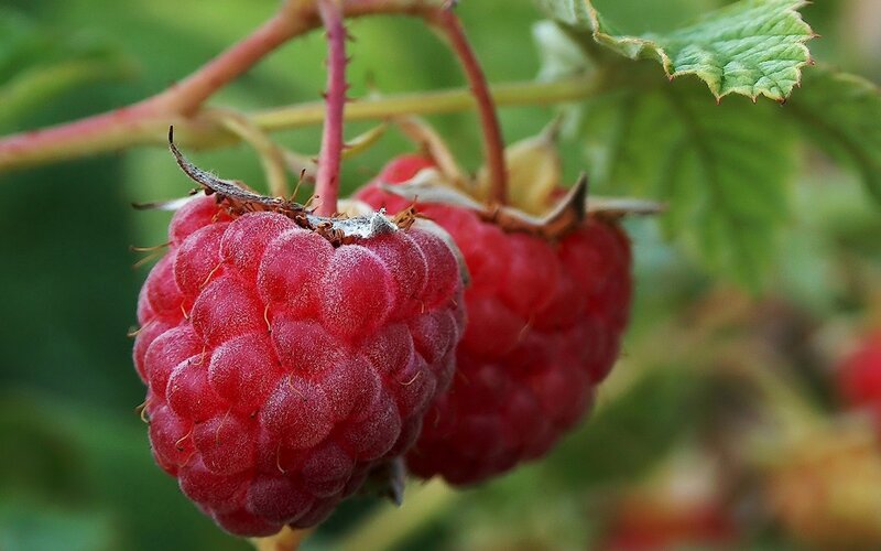 Ripe Raspberries on Bush — Red, Natural, Summer, Photograph, Leaves