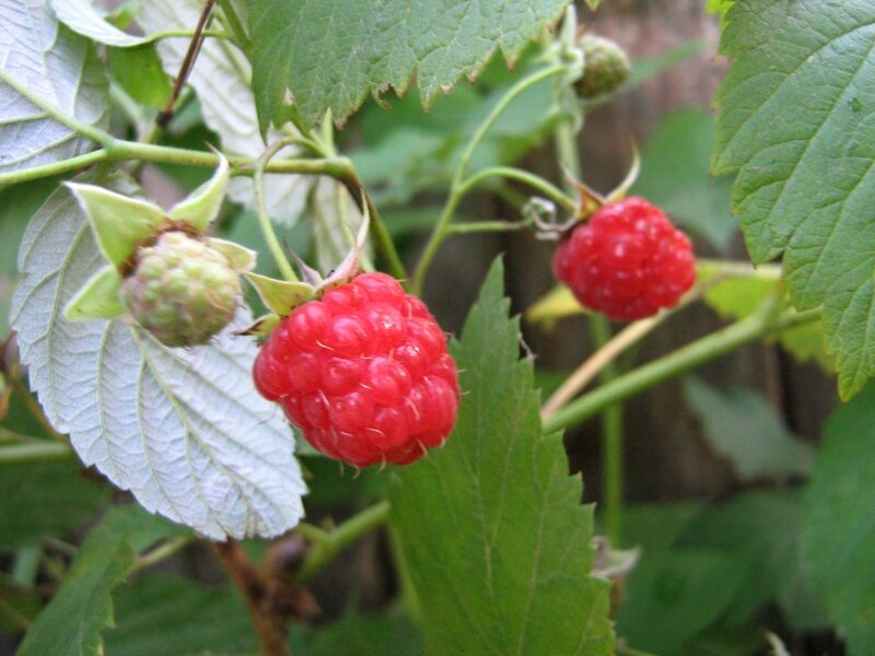 Ripe Raspberries on Bush — Red, Natural, Summer, Photograph, Leaves, Unripe Berry