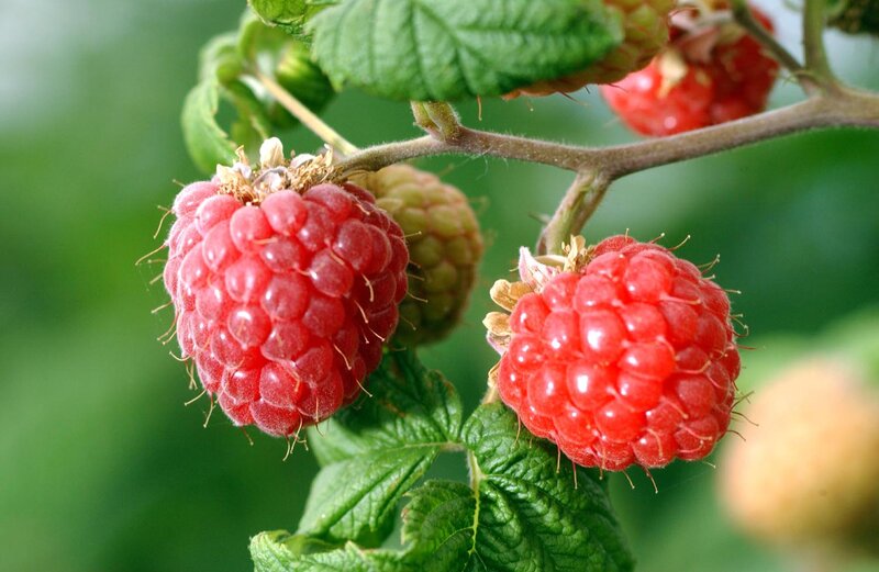 Ripe Raspberries on Bush — Red, Natural, Summer