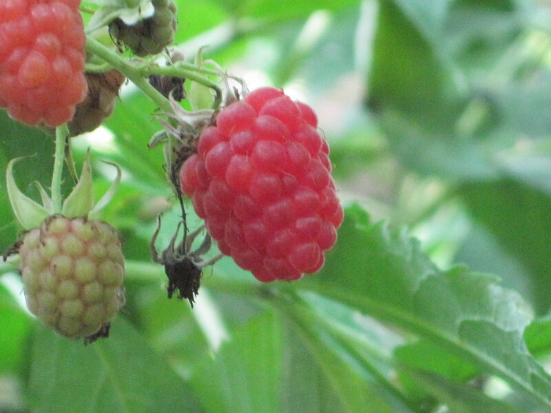 Ripe Raspberries on Bush — Red