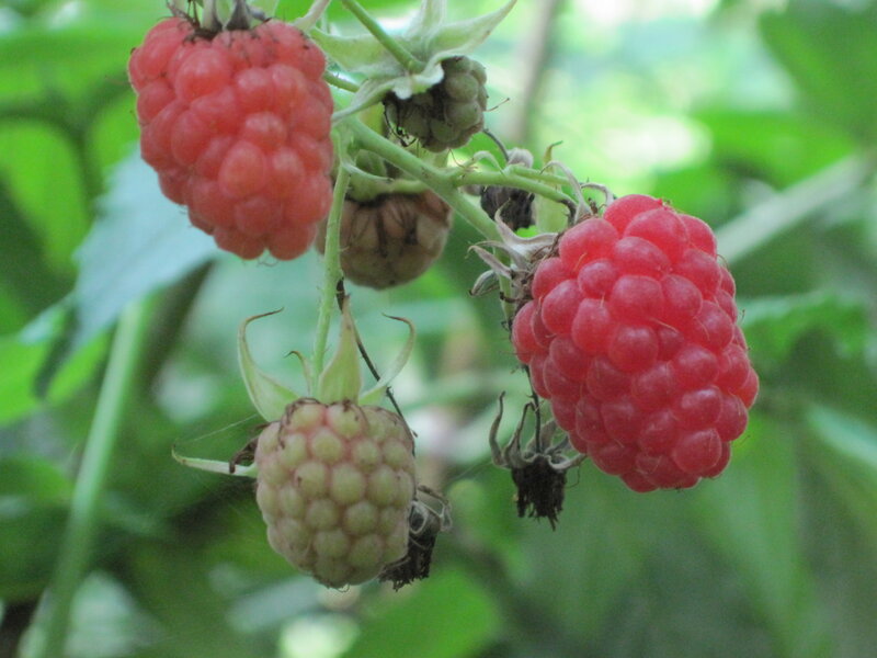 Ripe Raspberries on Bush