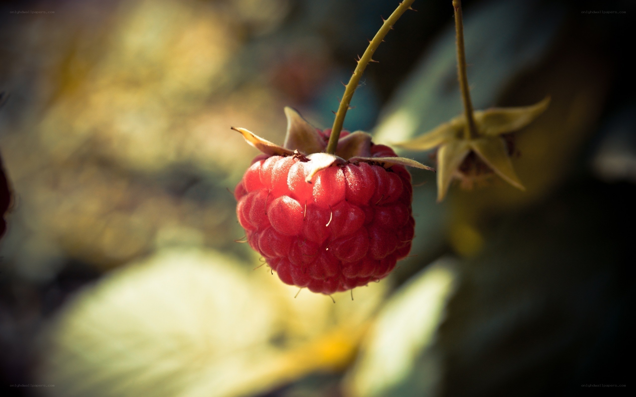 Ripe raspberry in sunlight