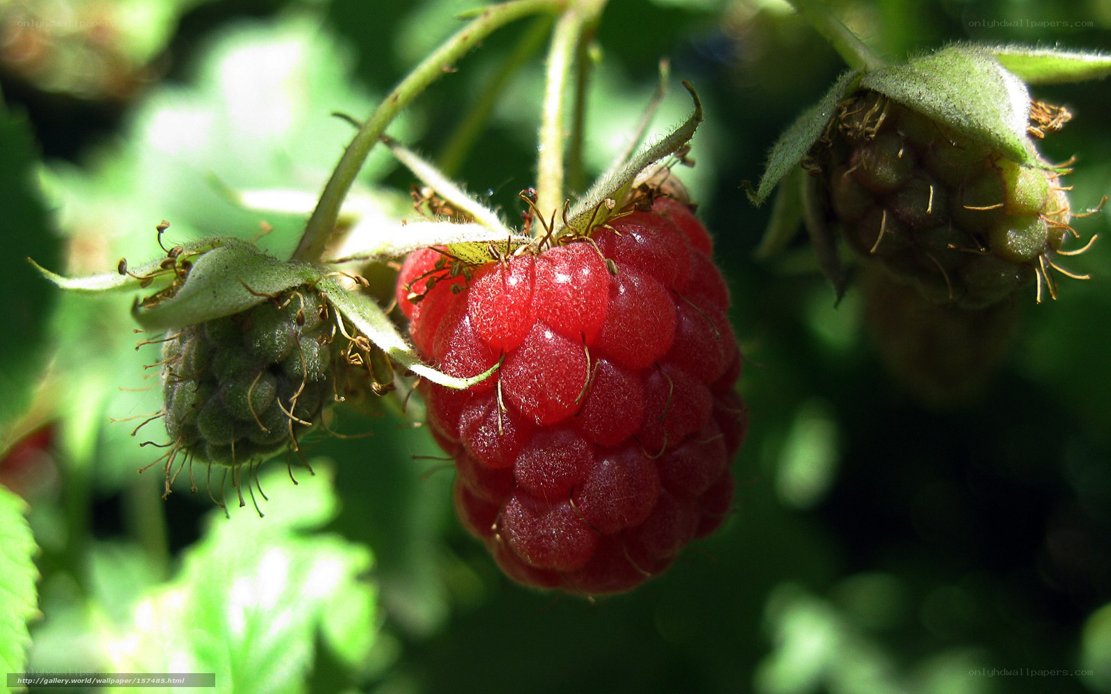 Ripe raspberry on a bush