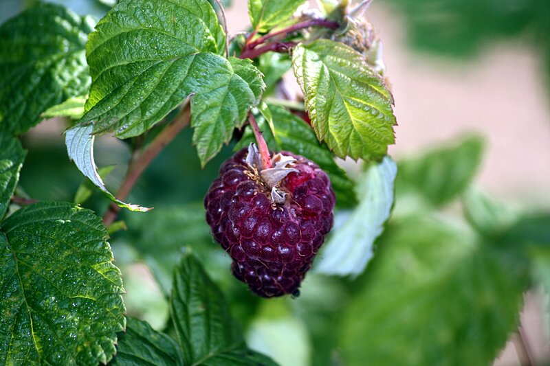 Ripe raspberry on a bush