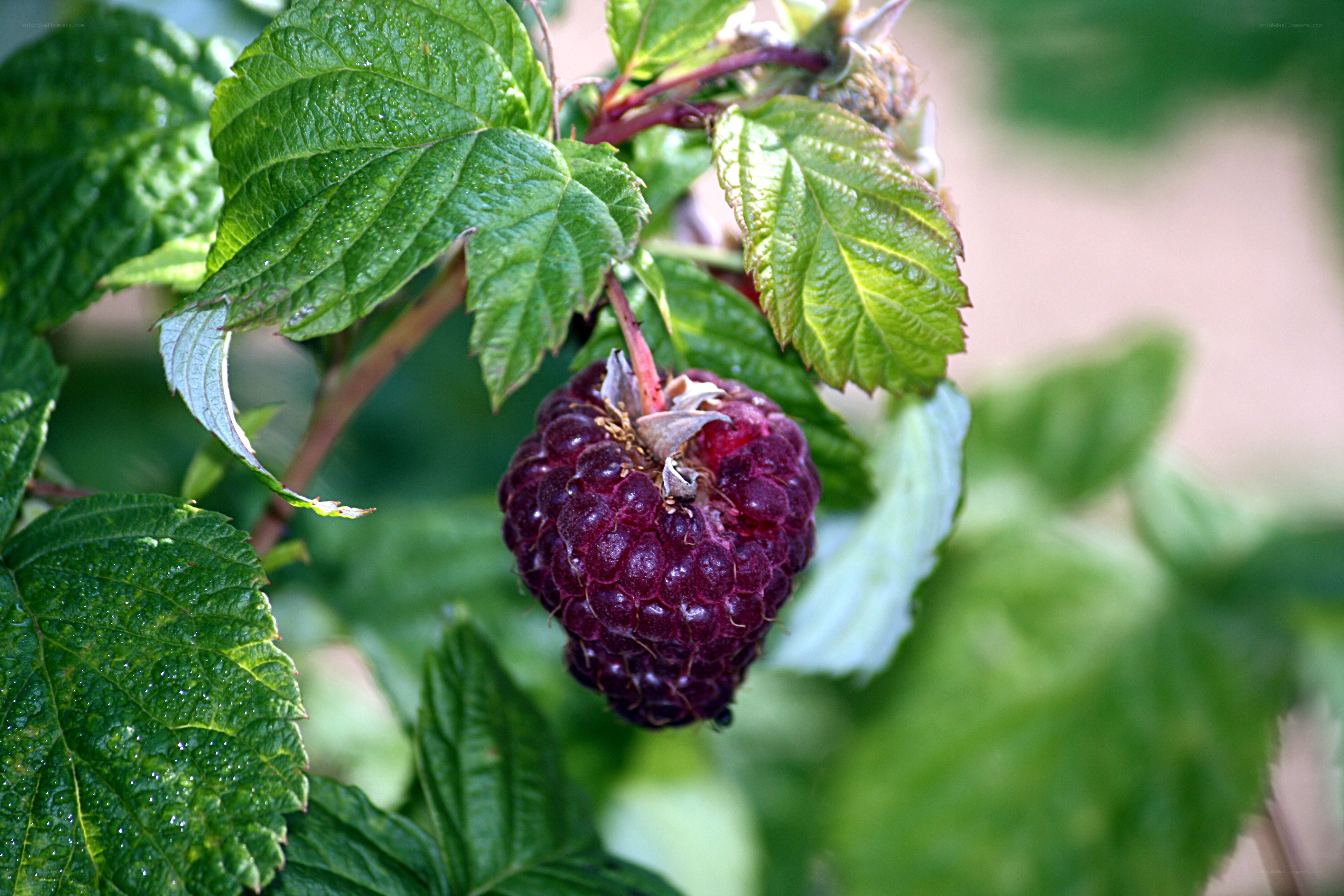 Ripe raspberry on a bush