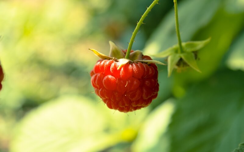 ripe raspberry on a bush