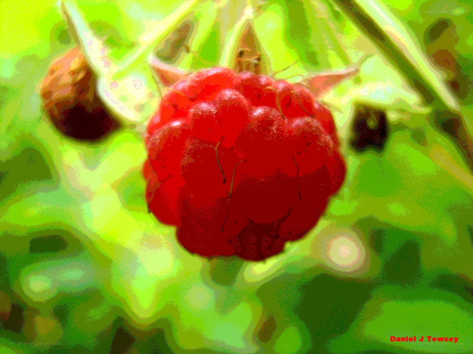 Ripe raspberry on a leaf