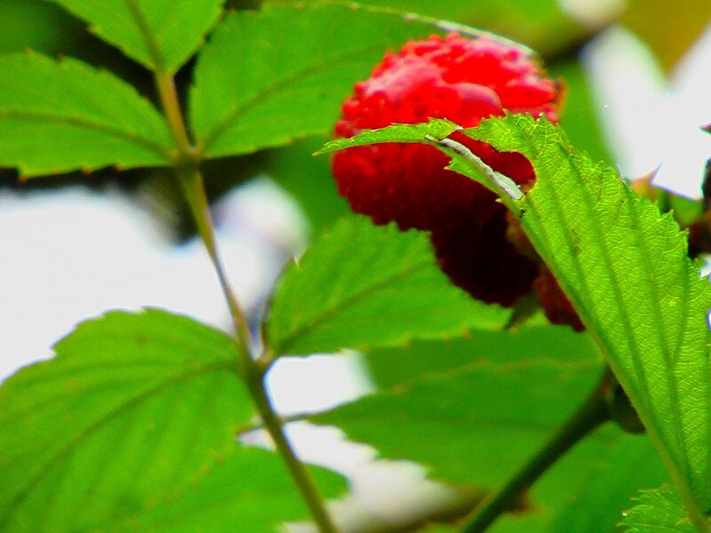 Ripe raspberry on a leafy branch