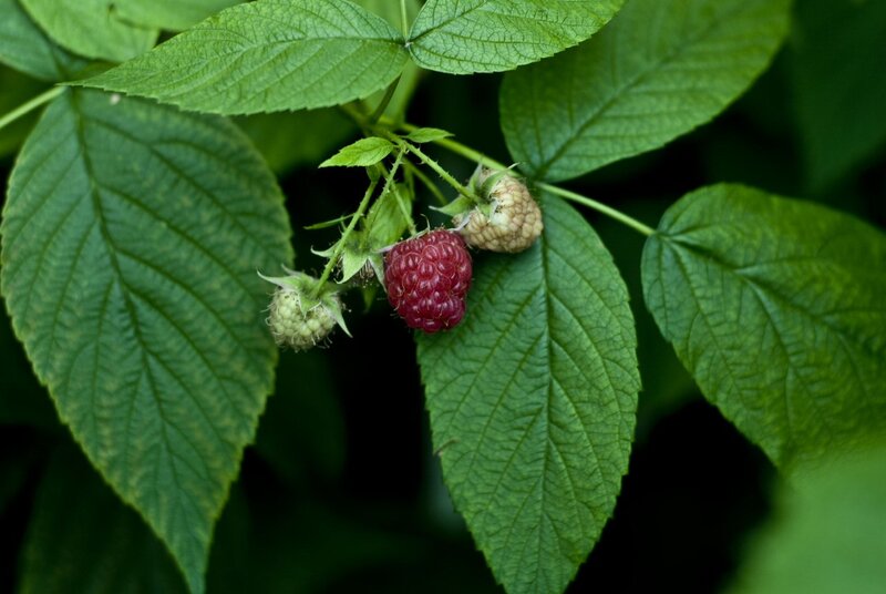 Ripe Raspberry on Bush — Green