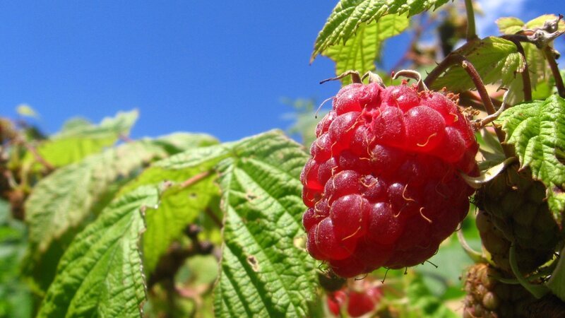 Ripe Raspberry on Bush — Red, Natural, Afternoon, Photograph