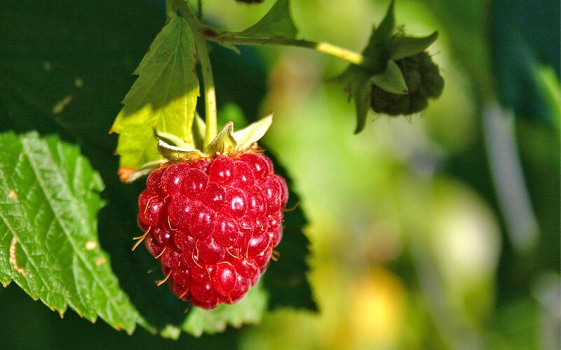 Ripe Raspberry on Bush — Red, Natural, Afternoon