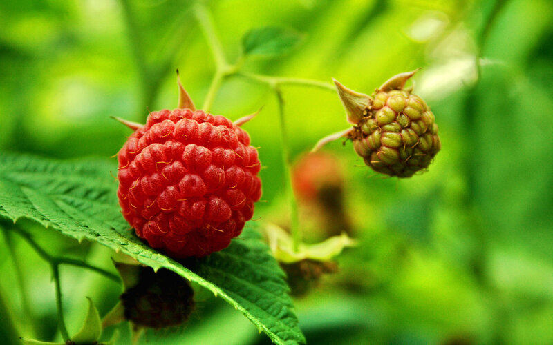 Ripe Raspberry on Bush — Red, Natural, Summer