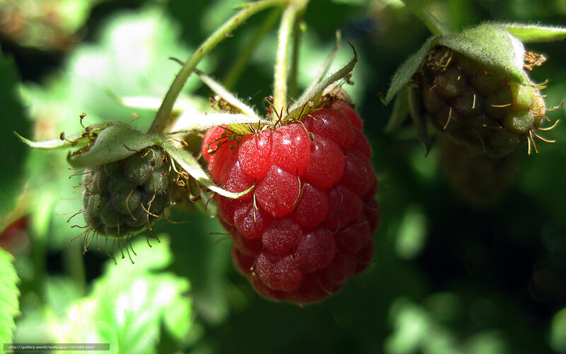 Ripe Raspberry on Bush — Red, Natural