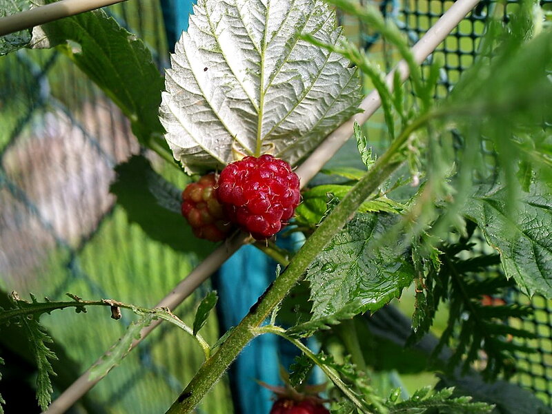 Ripe Raspberry on Bush — Red