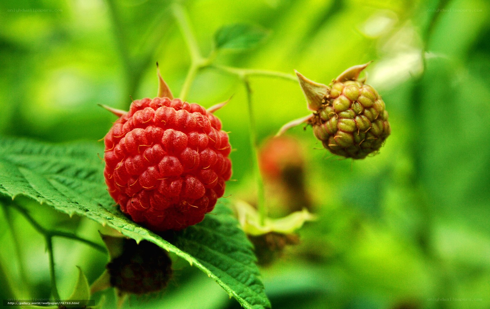 Ripe raspberry on green leaf