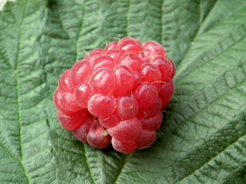 Ripe Raspberry on Leaf