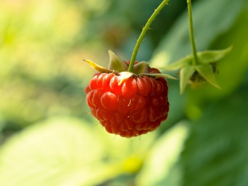 Ripe Raspberry on Vine