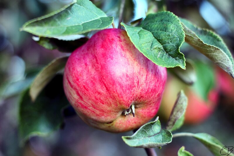 ripe red apple on tree