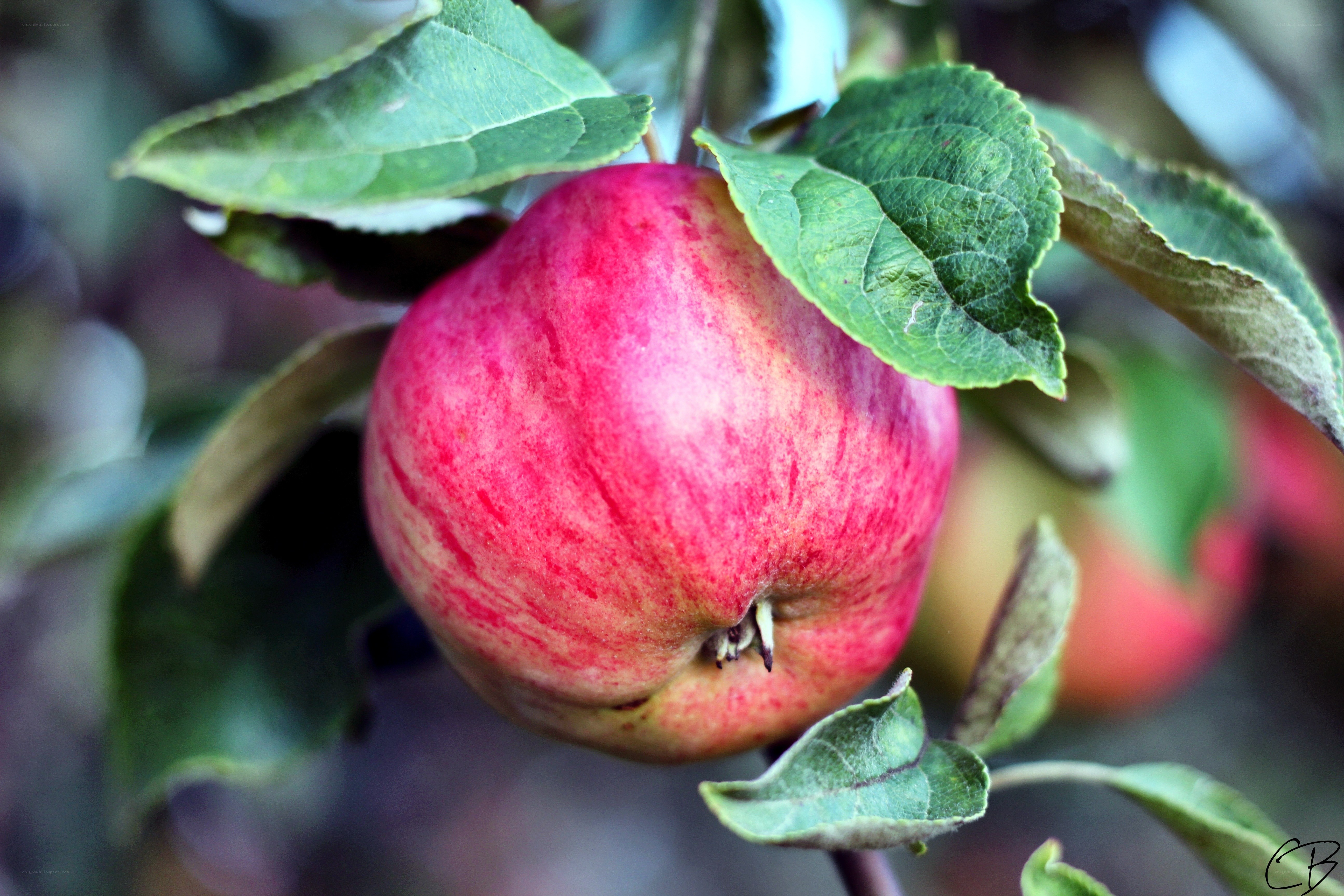 ripe red apple on tree