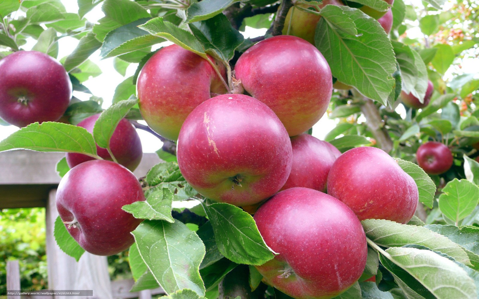 ripe red apples on a tree